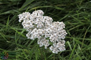 Achillea millefolium